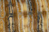Polished Mammoth Molar Slice - South Carolina #319673-1